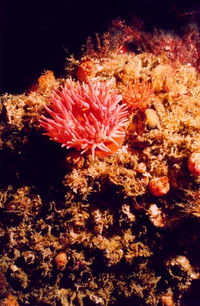 Phycodrys